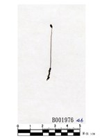 藏品(高櫛小赤苔)的圖片